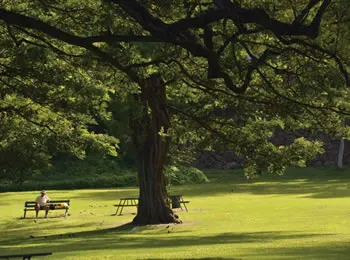 trees in a park